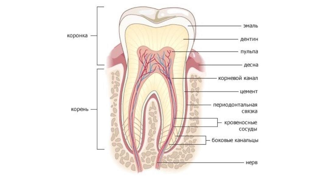 Для чого потрібні канали зубів?